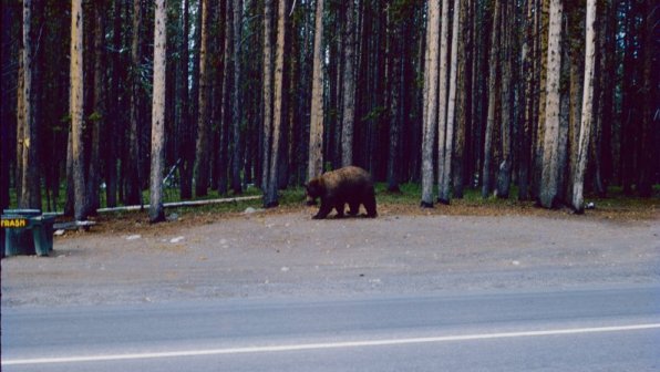 Bear headed for trash