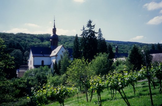 Eberbach vines