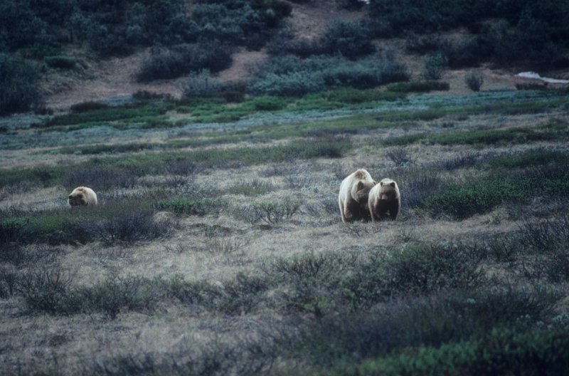 mother bear & cubs
