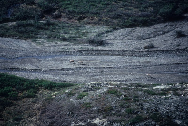 caribou in a streambed