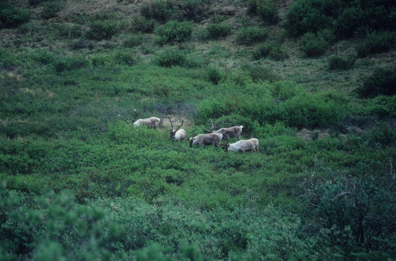 small caribou herd