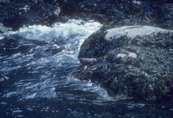 oystercatcher