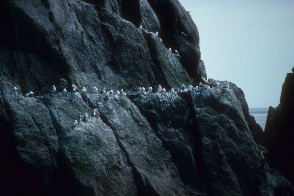 birds on a rock