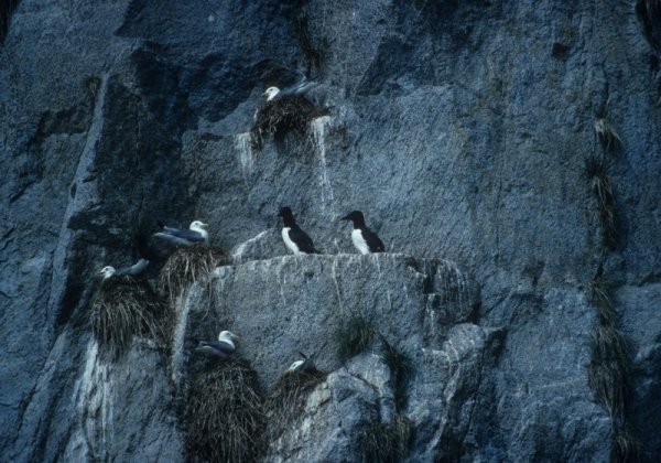 gulls and murres