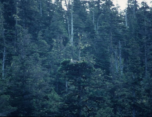 eagle in a tree