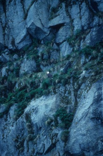 eagle on a cliff
