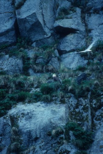 eagle on a cliff