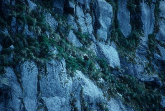 eagle on the cliff