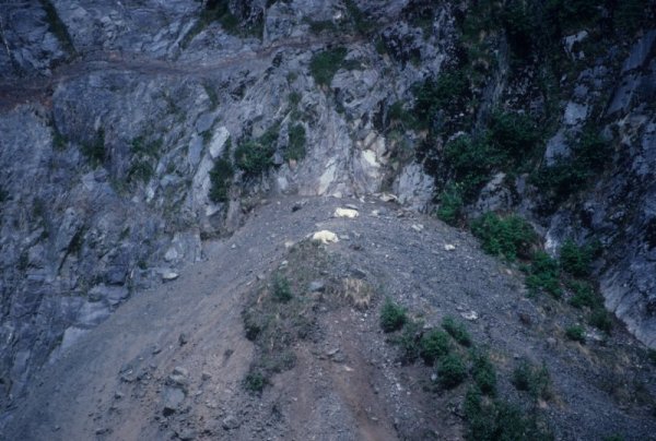 goats on a hillside