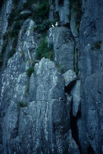 puffins