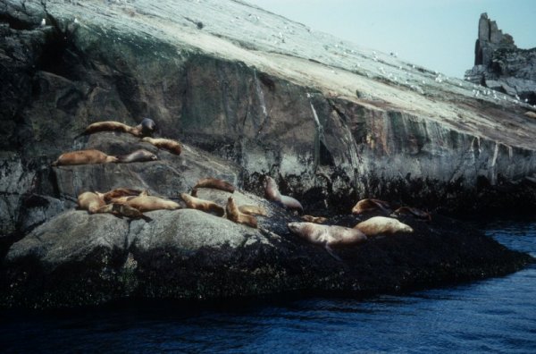 seals on a rock