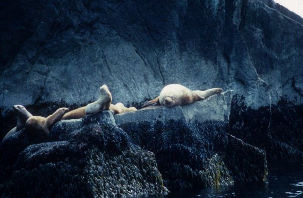 seals on a rock