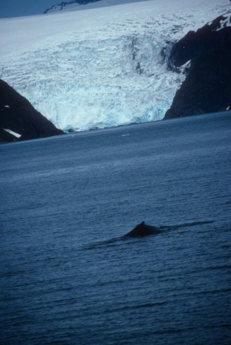 whale appearing