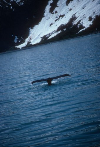 whale fluke