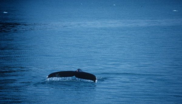 whale fluke