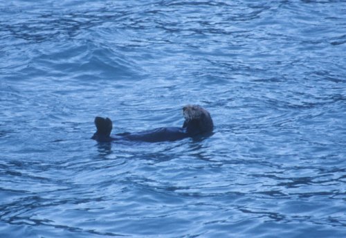 otter floating
