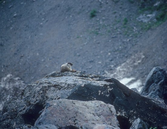 marmot on a rock