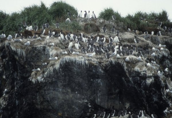 birds sharing a rock