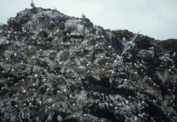 birds on an island