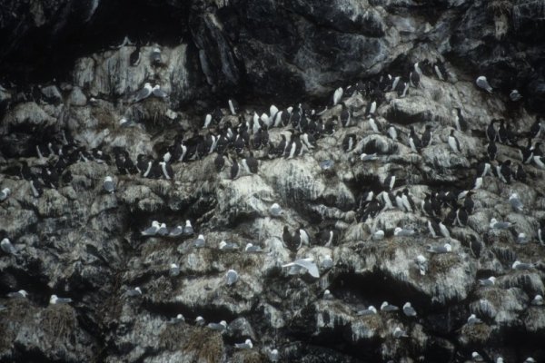 birds on a rock