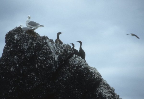 birds on a rock