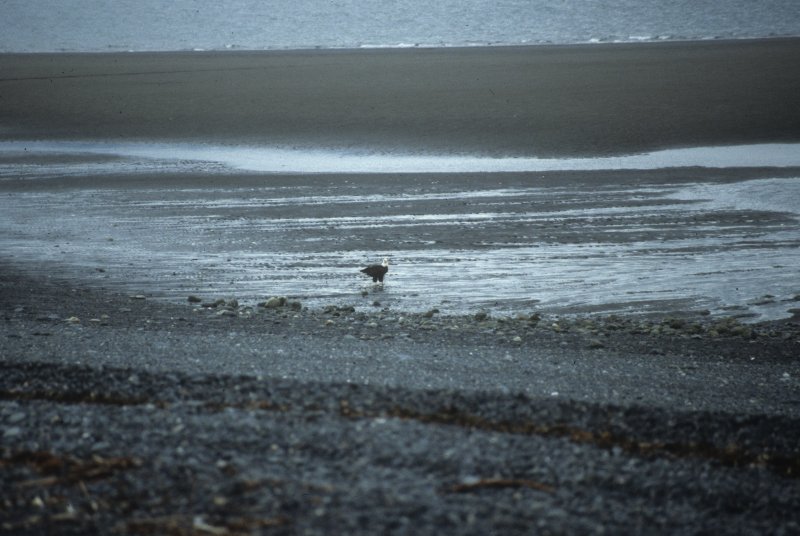 eagle on the beach