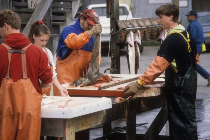 halibut fishery