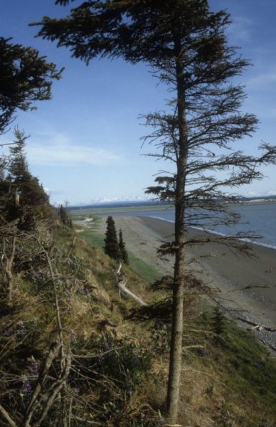 Cook Inlet beach