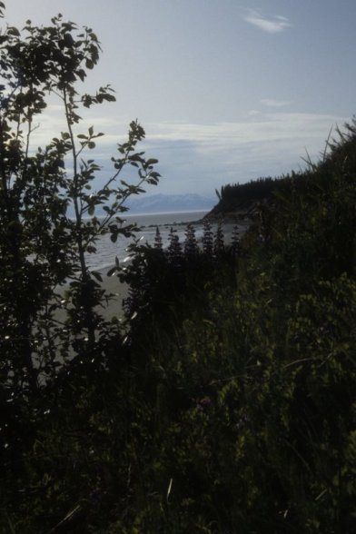 Cook Inlet beach