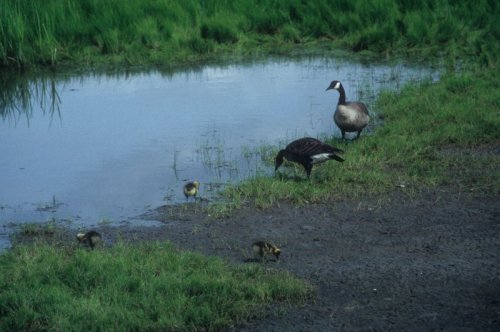 geese at a pond