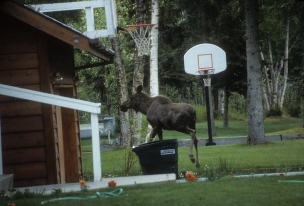 moose in the yard