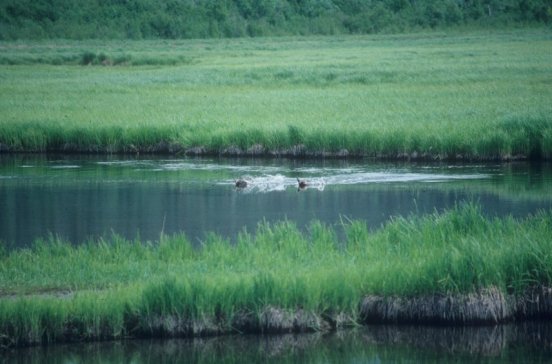 pond and geese