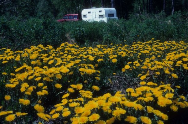 yellow flowers