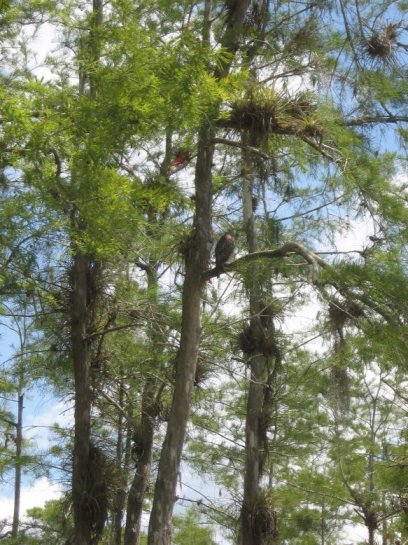 Big Cypress Preserve, FL
