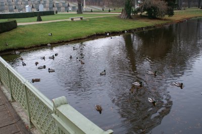 ducks in Sans Souci Park