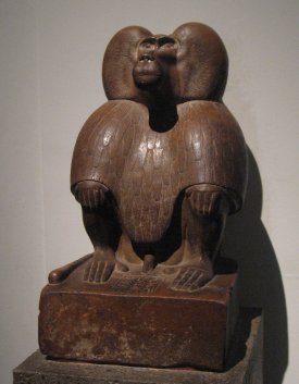 Egyptian baboon