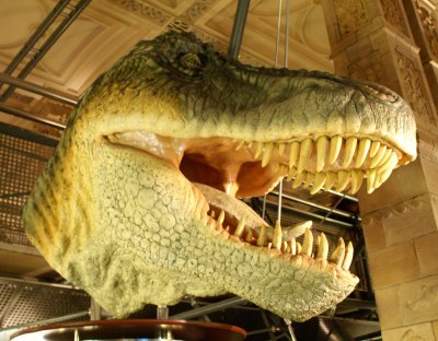 T.rex head