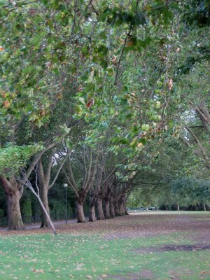 Bishop's Park trees