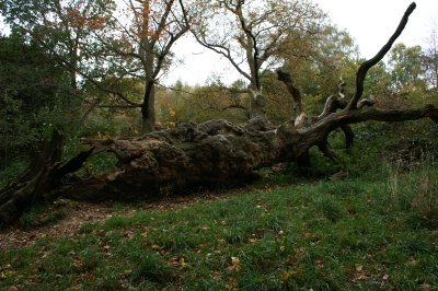 dead tree in Hampstead Heath