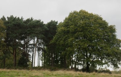 trees on the Heath