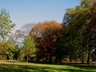 trees in Hyde Park
