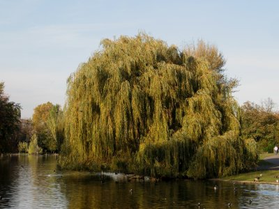 Willow in Regent's Park