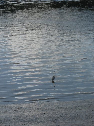 shore bird in the Thames