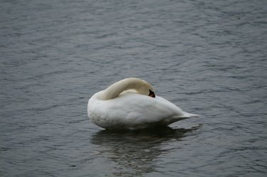 swan in castle pond