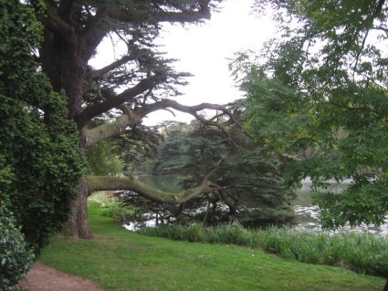 tree on castle grounds