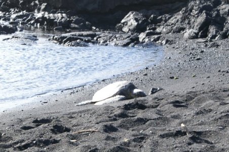 Turtle in black sand