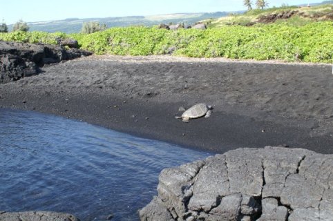 Turtle in cove