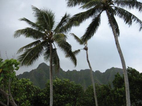 Mountains and palms