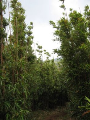 Trail thru bamboo