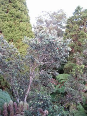 Ohia tree from Ohia Room window